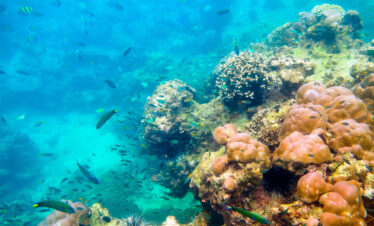 Private Boat Tour, Krabi tour packages, 4 Islands Tour Krabi, Hong Island tour Krabi, Phi Phi Island tour, Krabi private boat tour, Krabi snorkeling tour