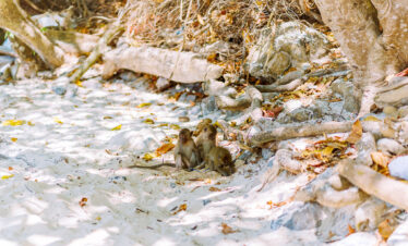 Private Boat Tour, Krabi tour packages, 4 Islands Tour Krabi, Hong Island tour Krabi, Phi Phi Island tour, Krabi private boat tour, Krabi snorkeling tour