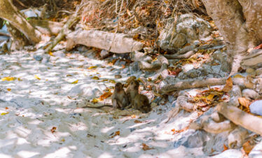 Private Boat Tour, Krabi tour packages, 4 Islands Tour Krabi, Hong Island tour Krabi, Phi Phi Island tour, Krabi private boat tour, Krabi snorkeling tour