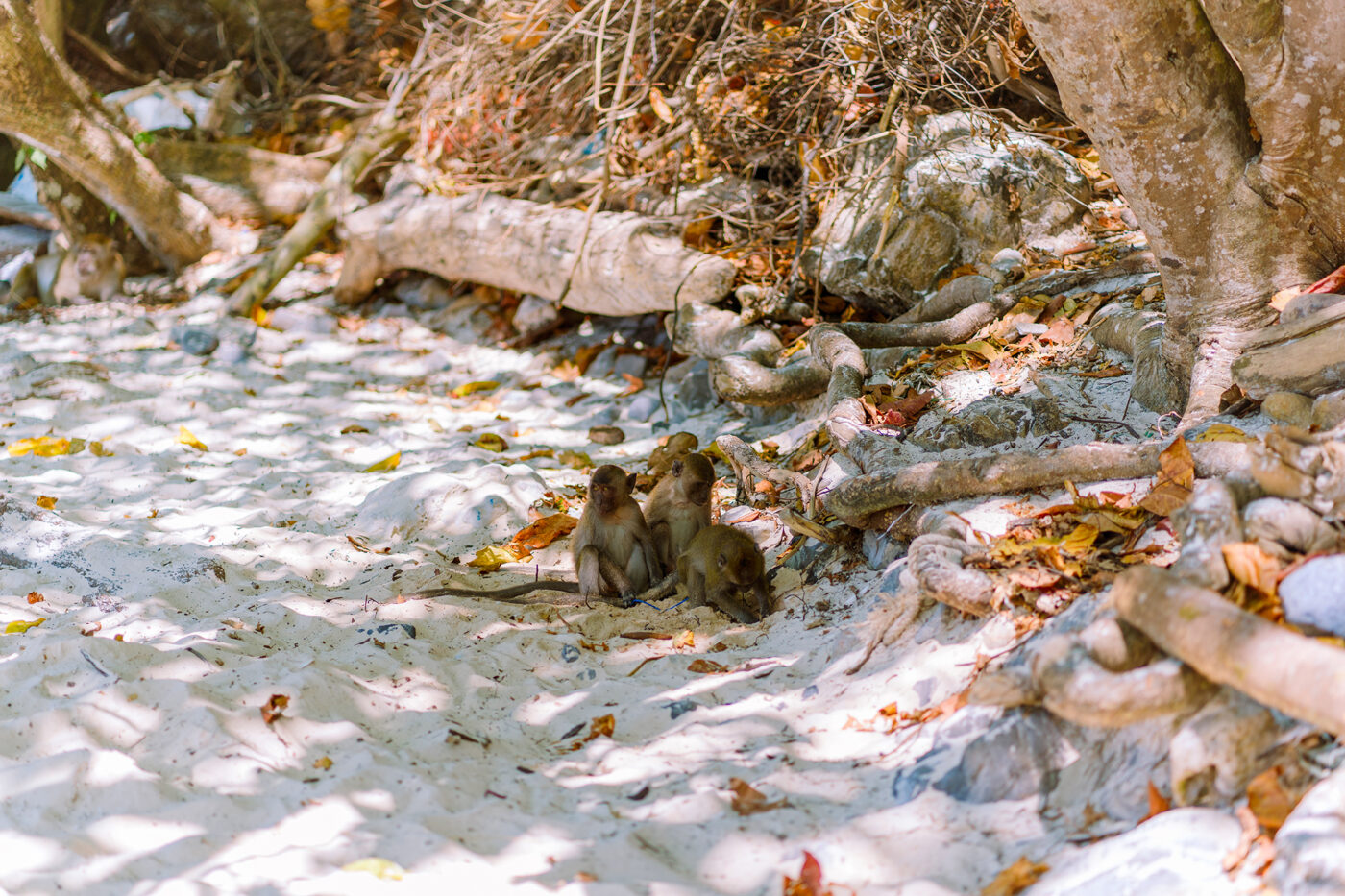 Private Boat Tour, Krabi tour packages, 4 Islands Tour Krabi, Hong Island tour Krabi, Phi Phi Island tour, Krabi private boat tour, Krabi snorkeling tour